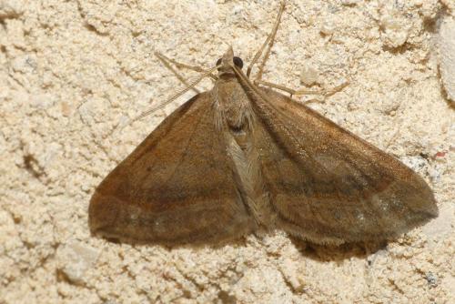 Réf. 215 047 : Scotopteryx chenopodiata